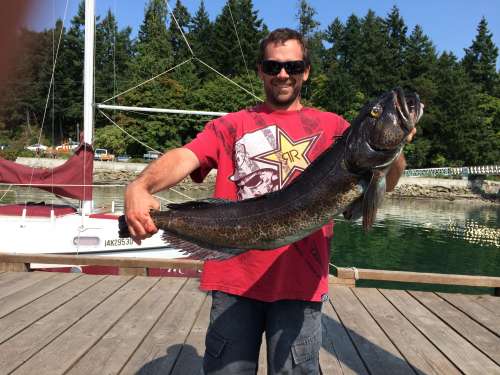 A hefty 20-pound lingcod pulled up from the deep