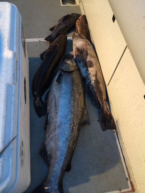 Lingcod and salmon side by side — a great day's haul