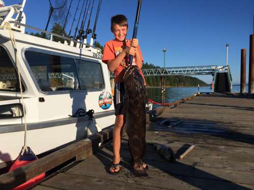 Close-up of a bucket-mouth lingcod from the deep