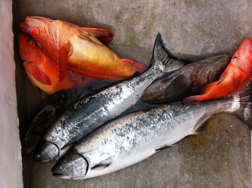 Fresh-caught dinner ready to enjoy after a day on the water