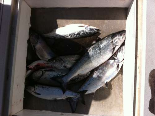 Beautiful wild salmon caught off Bamfield