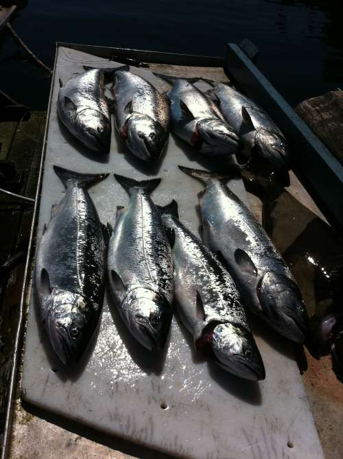 An amazing haul — lots of fish from a successful day of fishing