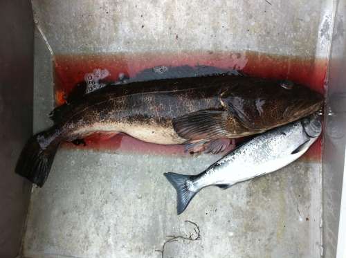 Beautiful morning off Denman Island