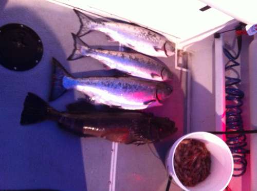 Wildlife spotting near the Northern Gulf Islands