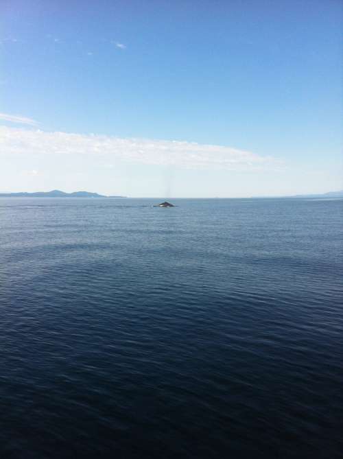 Humpback whale near Denman Island shores