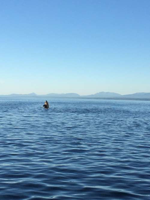 Orcas surfacing near the charter boat