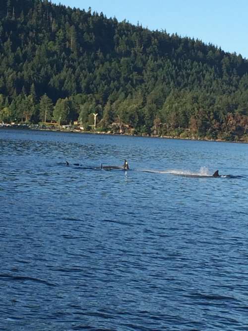 Calm seas and gorgeous scenery near Denman Island