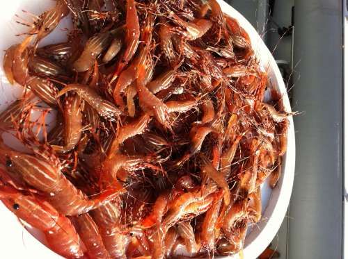 A bucket full of fresh-caught spot prawns