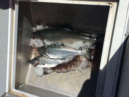 Scenic views of Hornby Island from the water