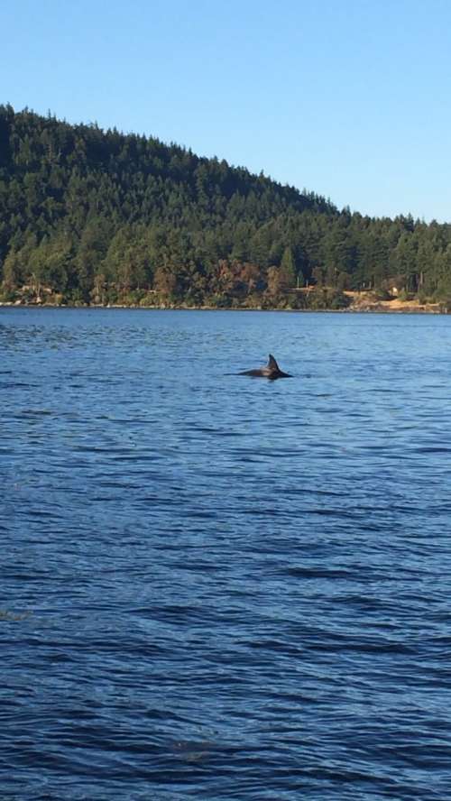 Dolphins playing in the wake of the boat