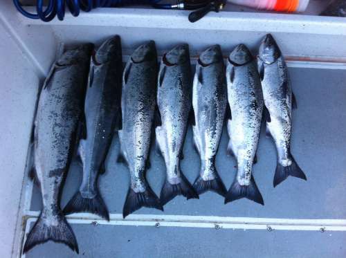 Lucky ladies showing off a big catch of fish