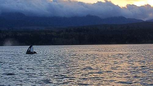 Orca dorsal fin breaking the surface in Baynes Sound