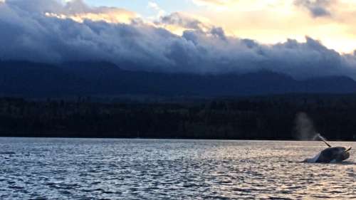 A pair of orcas swimming through the calm waters