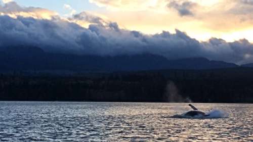 Orca pod cruising past Denman Island