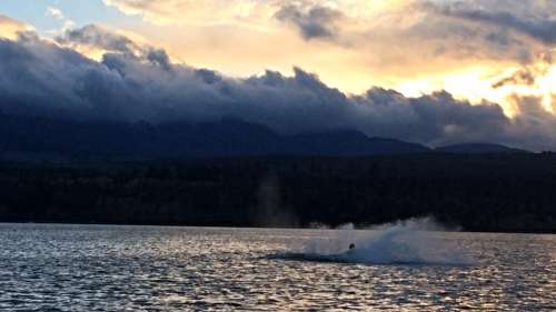 Close encounter with an orca in Baynes Sound