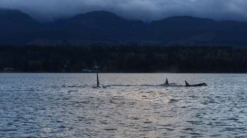 Orcas surfacing near the boat — an incredible sight