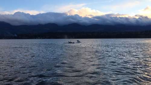 Mother and calf orca traveling together