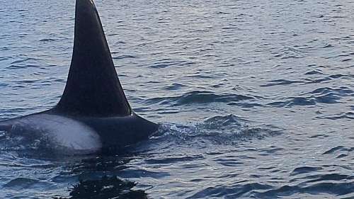 Dramatic orca breach in Baynes Sound