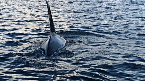Orcas gliding gracefully through the strait