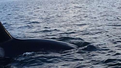 Beautiful orca sighting on a crisp March morning