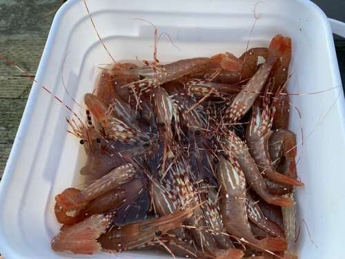 Winter fishing trip — braving the cold for big catches