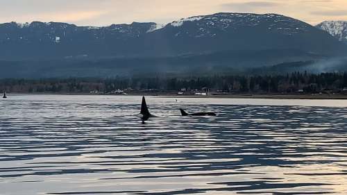Winter fishing reward — fresh catch in the cold Pacific