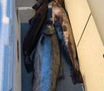 Lingcod and salmon side by side — a great day's haul
