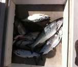 Beautiful wild salmon caught off Bamfield