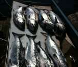 An amazing haul — lots of fish from a successful day of fishing