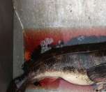 Beautiful morning off Denman Island