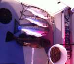 Wildlife spotting near the Northern Gulf Islands