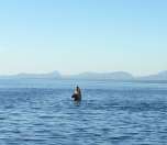 Orcas surfacing near the charter boat