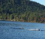 Calm seas and gorgeous scenery near Denman Island