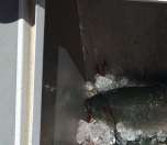 Scenic views of Hornby Island from the water