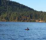 Dolphins playing in the wake of the boat