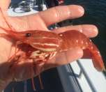 An impressively large spot prawn from the day's catch
