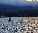 Orca dorsal fin breaking the surface in Baynes Sound