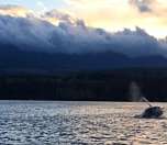 A pair of orcas swimming through the calm waters