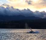 Orca pod cruising past Denman Island