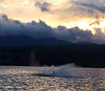 Close encounter with an orca in Baynes Sound