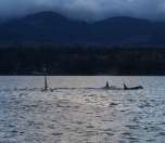Orcas surfacing near the boat — an incredible sight