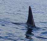 Orca spy-hopping in the sheltered sound