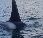Dramatic orca breach in Baynes Sound