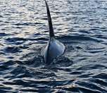Orcas gliding gracefully through the strait