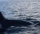 Beautiful orca sighting on a crisp March morning